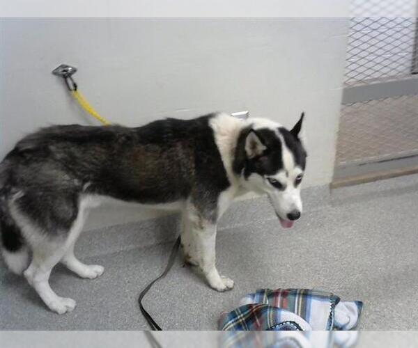 Medium Photo #1 Siberian Husky-Unknown Mix Puppy For Sale in Pasadena, TX, USA
