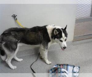 Siberian Husky-Unknown Mix Dogs for adoption in Pasadena, TX, USA