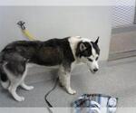 Small Siberian Husky Mix