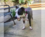 Small #11 American Staffordshire Terrier