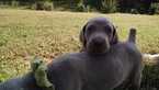 Small Photo #17 Weimaraner Puppy For Sale in UNION GROVE, AL, USA
