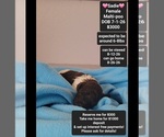 Image preview for Ad Listing. Nickname: Sadie