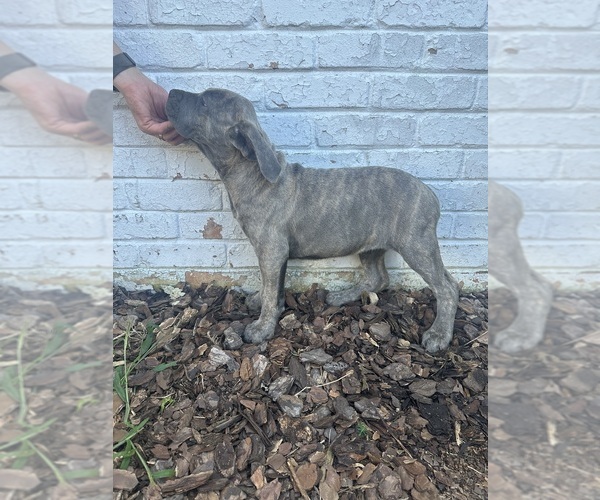 Medium Photo #8 Cane Corso Puppy For Sale in PALOS HEIGHTS, IL, USA