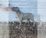 Small Photo #8 Cane Corso Puppy For Sale in PALOS HEIGHTS, IL, USA