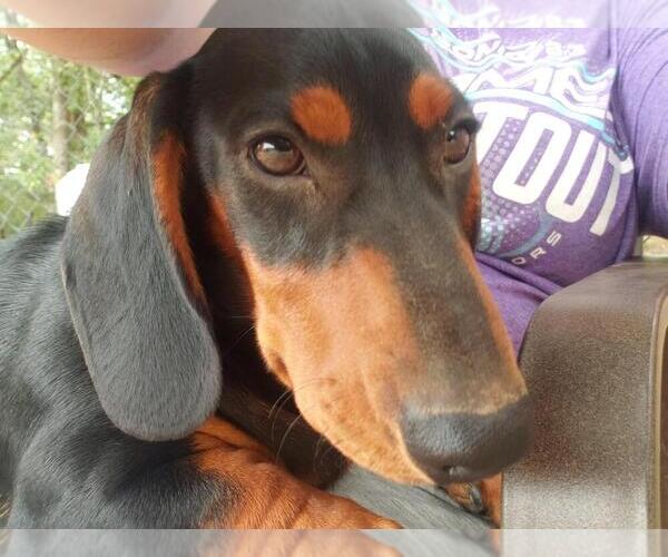 Medium Photo #3 Dachshund Puppy For Sale in BOLIVAR, MO, USA