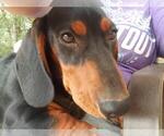 Small #2 Dachshund