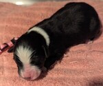 Small Photo #46 Australian Shepherd Puppy For Sale in SYLVA, NC, USA