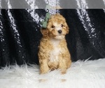 Small Photo #36 Poodle (Toy) Puppy For Sale in WARSAW, IN, USA