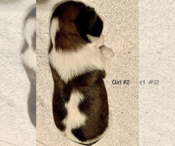 Medium Photo #10 Shih Tzu Puppy For Sale in LONGWOOD, FL, USA