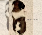 Small Photo #10 Shih Tzu Puppy For Sale in LONGWOOD, FL, USA