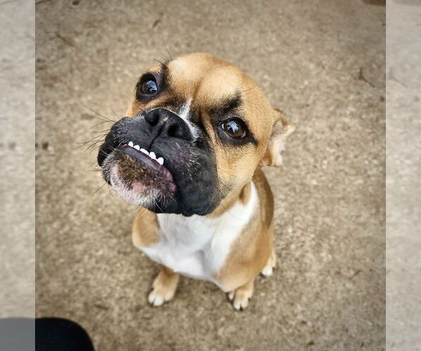 Medium Photo #1 Boxer Puppy For Sale in Dumont, NJ, USA