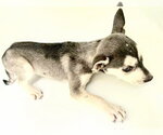 Small #1 Siberian Husky Mix