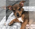 Small Photo #9 Dachshund-Unknown Mix Puppy For Sale in Corona, CA, USA