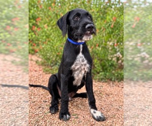 Labradoodle Dogs for adoption in PIPE CREEK, TX, USA