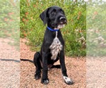Ryder - Male Labradoodle Dog for Adoption - Small photo
