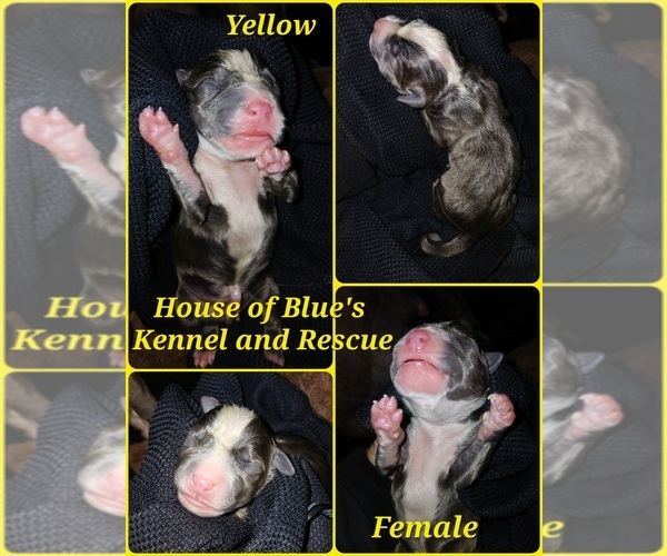 Medium Photo #1 American Pit Bull Terrier Puppy For Sale in DELAWARE, OH, USA