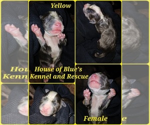 American Pit Bull Terrier Puppy for sale in DELAWARE, OH, USA