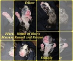 Yellow Female - Female American Pit Bull Terrier Puppy for Sale - Small photo