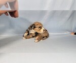 Small Photo #83 Bernedoodle (Miniature) Puppy For Sale in BLACK FOREST, CO, USA