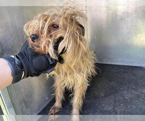 Mutt Dogs for adoption in Grand Prairie, TX, USA