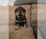 Small #4 Rottweiler