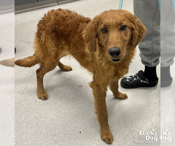 Medium Photo #1 Golden Retriever-Unknown Mix Puppy For Sale in Washington, DC, USA