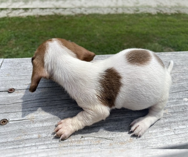 Medium Photo #2 Dachshund Puppy For Sale in LAWRENCEBURG, TN, USA