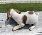 Small Photo #2 Dachshund Puppy For Sale in LAWRENCEBURG, TN, USA