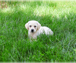 Small #1 Labrador Retriever