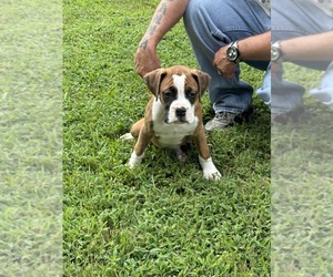 Boxer Litter for sale in SCOBEY, MS, USA