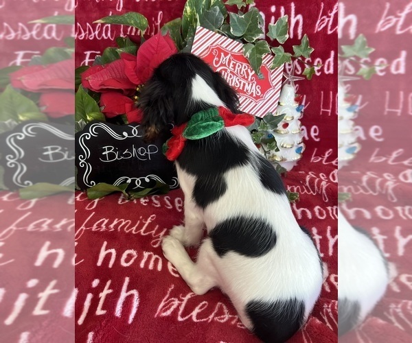 Medium Photo #7 Cavalier King Charles Spaniel Puppy For Sale in ABILENE, TX, USA