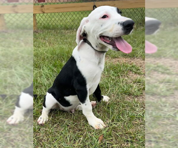 Medium Photo #4 Pointer-Unknown Mix Puppy For Sale in Tarrytown, GA, USA