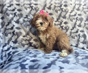 Cavapoo Puppy for sale in LAKELAND, FL, USA