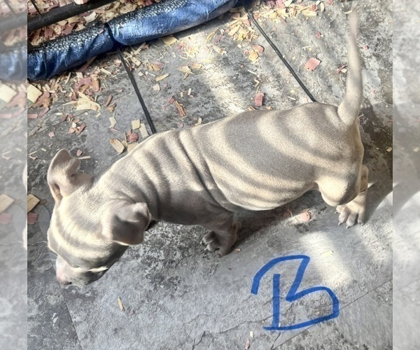 Medium Photo #5 American Bully Puppy For Sale in LAKE STATION, IN, USA