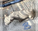Small #4 American Bully