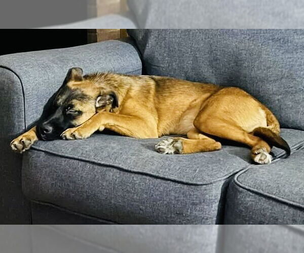 Medium Photo #7 Mutt Puppy For Sale in Germantown, OH, USA