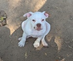 Small #2 Olde English Bulldogge