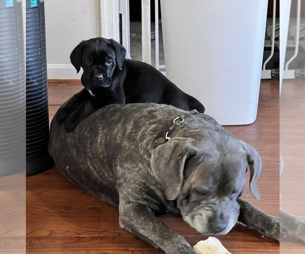 Full screen Photo #1 Cane Corso Puppy For Sale in CLINTON, MD, USA