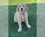 Small Photo #20 Goldendoodle Puppy For Sale in PHOENIX, AZ, USA