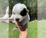 Small Photo #2 Australian Cattle Dog Puppy For Sale in MYRTLE BEACH, SC, USA