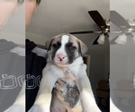 Puppy Ghost American Pit Bull Terrier-Siberian Husky Mix