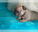 Small #2 French Bulldog