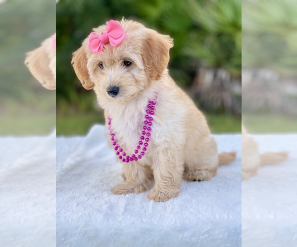 Medium Photo #12 Goldendoodle Puppy For Sale in FROSTPROOF, FL, USA