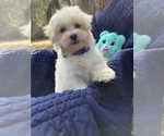 Small Photo #10 Maltese Puppy For Sale in OCKLAWAHA, FL, USA