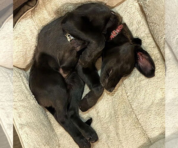 Medium Photo #3 Labrador Retriever-Unknown Mix Puppy For Sale in Princeton, MN, USA