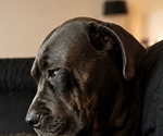 Small Photo #1 Cane Corso Puppy For Sale in HENDERSON, NV, USA