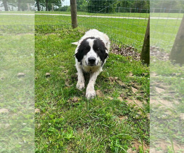 Medium Photo #4 Great Pyrenees-Unknown Mix Puppy For Sale in Osgood, IN, USA