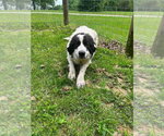 Small #3 Great Pyrenees Mix