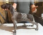 Small #11 German Shorthaired Pointer