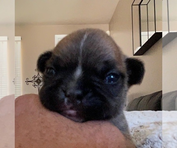 Medium Photo #6 French Bulldog Puppy For Sale in SAN JOSE, CA, USA